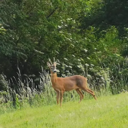 Дом отдыха Stilvolles Suedsteiermark Ruhige Lage Aussicht & E-ladestation